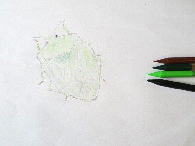 洗濯ものにカメムシが！できるだけ寄せつけない対策3