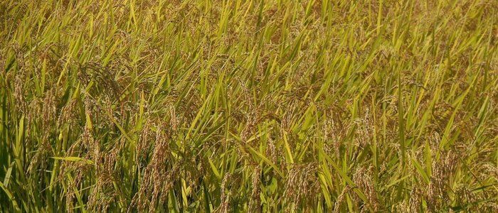 新米の季節を満喫したい！岩手が誇る"金銀のお米"を食べ比べ