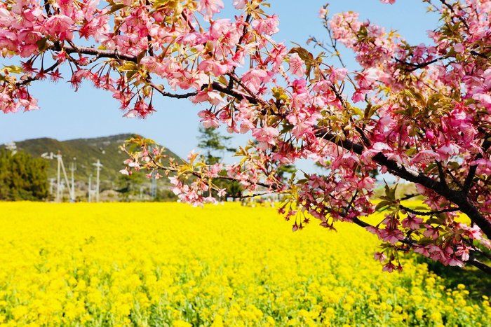 【春のおでかけ】一面黄色の絨毯を見に行こう！渥美半島菜の花まつり