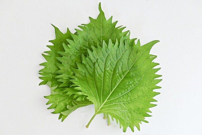 【旬食材】大量の大葉を2つの保存方法でおいしく食べ切る！10秒の手間で鮮度キープ＆塩漬けで長期保存