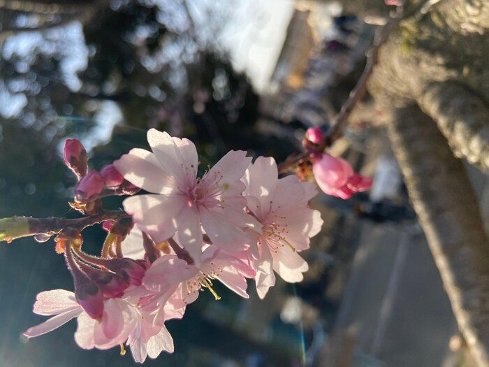 【ズボラミニマリスト母のおすすめアイテム】小学校入学時に買っておくとラクできる５アイテム