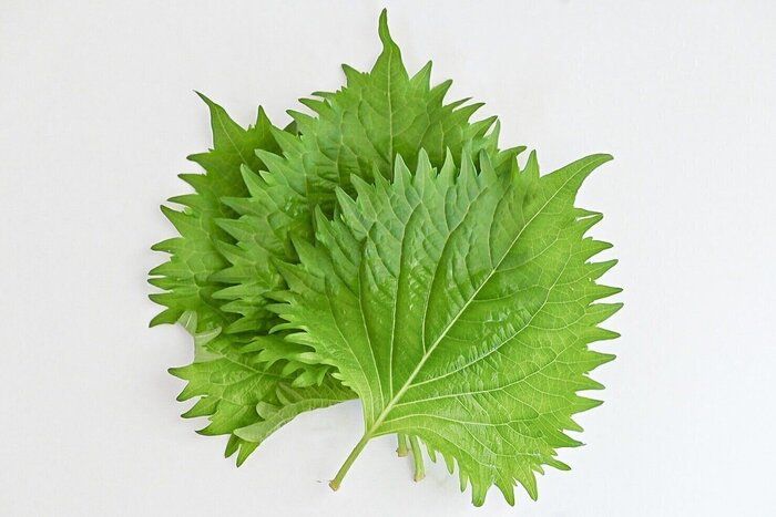 【旬食材】暑い日でも食べやすい「大葉×白いごはん」の組み合わせを楽しもう♪火を使わない！簡単レシピ3選