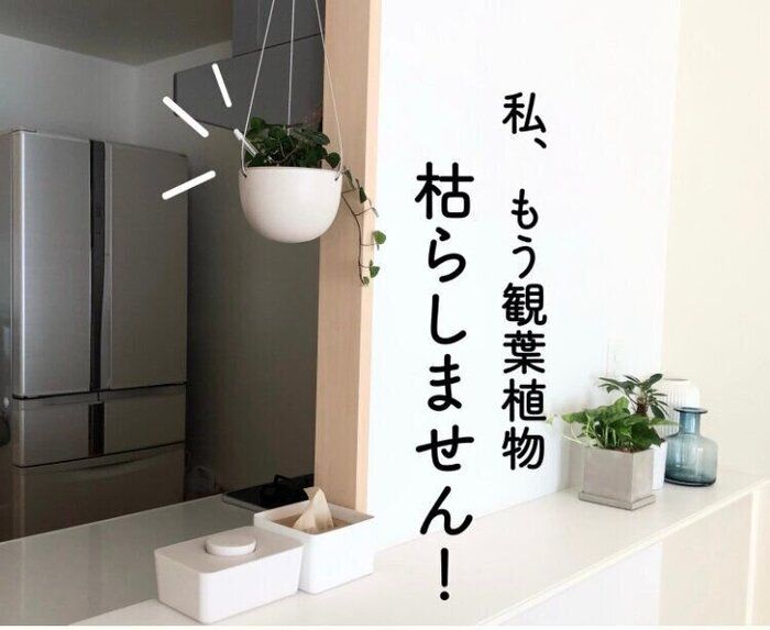 もう観葉植物を枯らしません！水やりのタイミングがわかる便利グッズ知ってる！？
