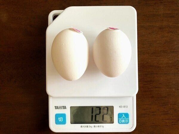 ニトリのスリムボトルはたまご2個