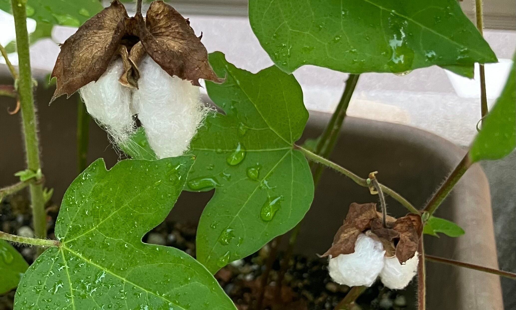 和綿を育てて考えるサステナブルなファッションのこと