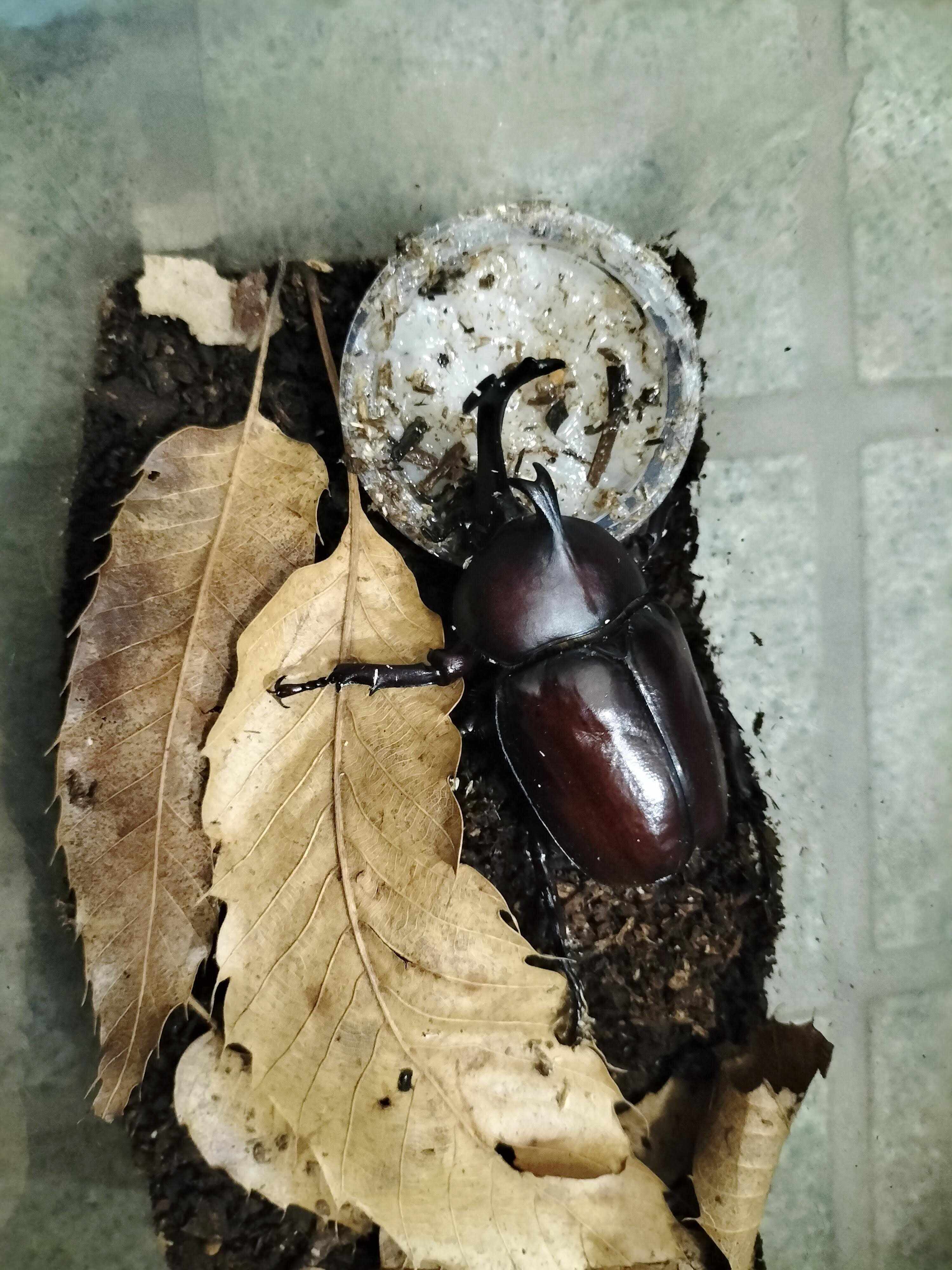 飛行機に昆虫は持ち込める？持ち込めない？【日本国内移動】