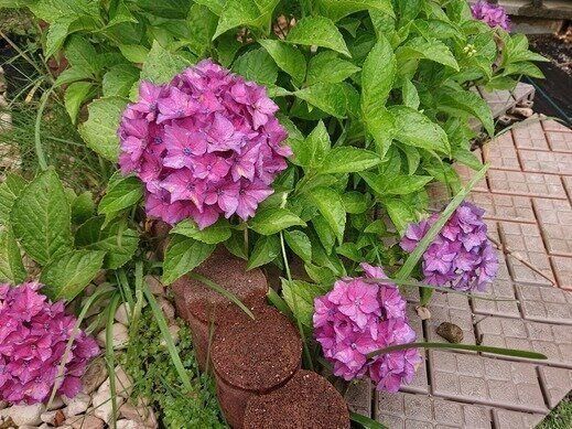 【私の毎日】自粛が終わった後の母のマイニチ