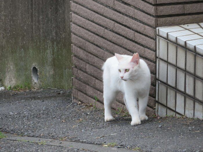 自粛中にも癒しがほしい！猫好きが推すほっこり系ドラマ