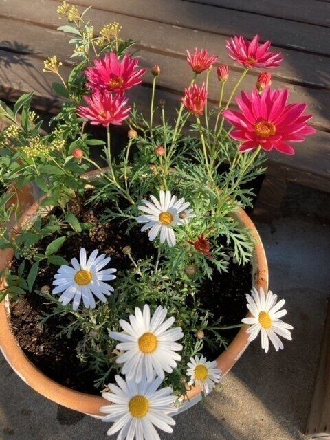 〈愉しくオバさんを生きていく。〉体形の変化・スポーツ観戦・家の中の香り～みなさまの質問にお答えしちゃう～