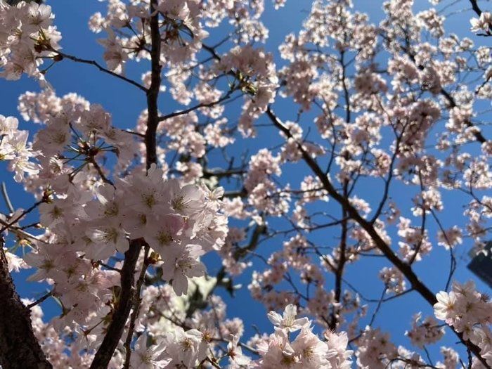 【お花見も自粛！？泣】そんな時におすすめのアレ！