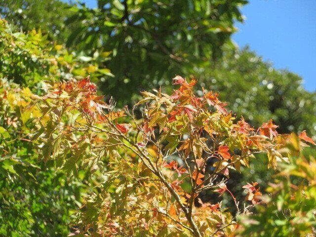 紅葉の季節を楽しもう！神奈川県知事激推しの公園に行ってみた