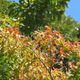 紅葉の季節を楽しもう!神奈川県知事激推しの公園に行ってみた