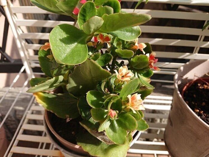 【お昼ごはん】市販品をアレンジして簡単ランチ