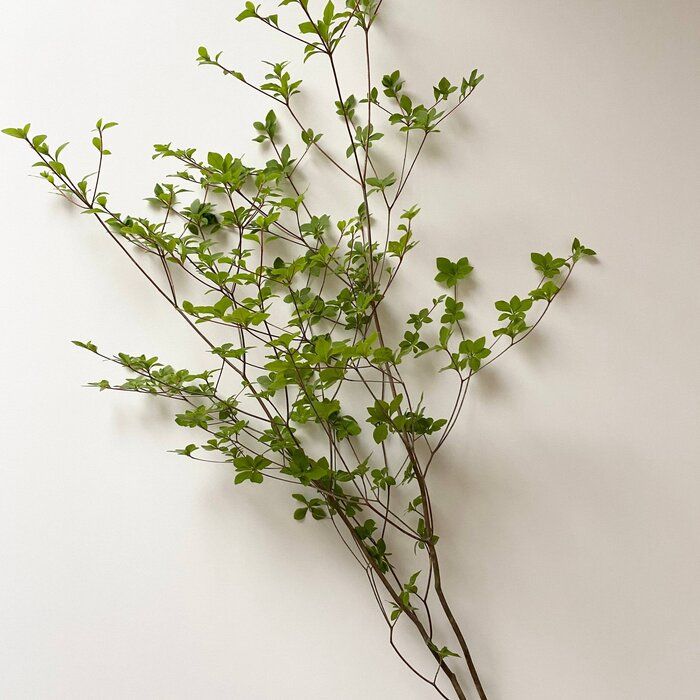 枝モノ「ドウダンツツジ」のある暮らし