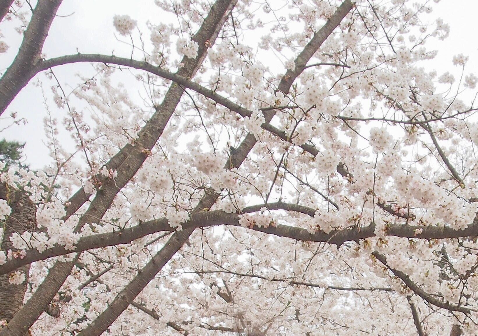 先延ばしてにしてまう人におすすめ！目標を設定しよう！