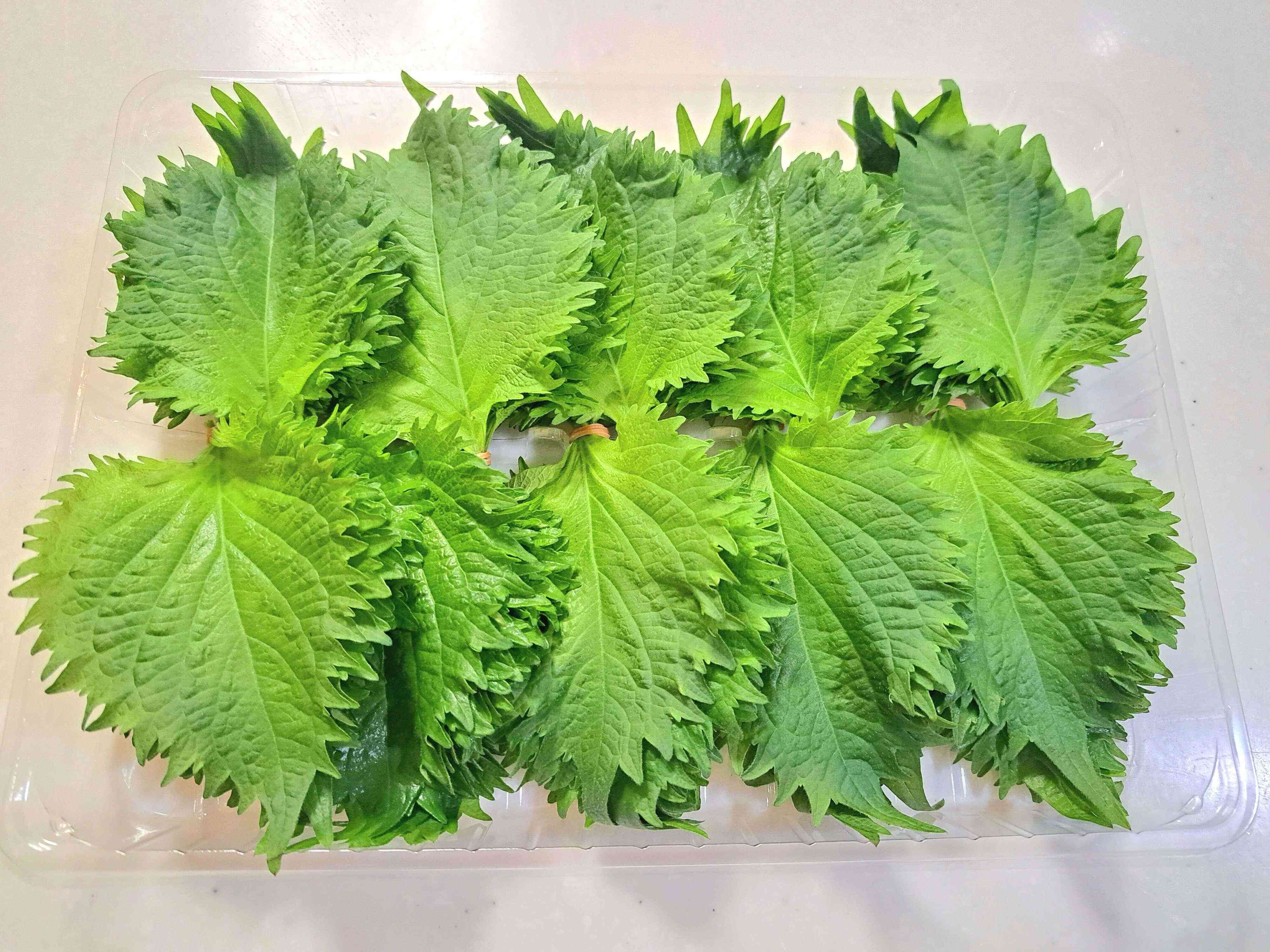 【ラク家事】大葉100枚！2週間鮮度を落とさない簡単すぎる保存方法