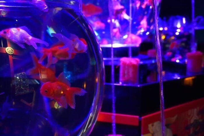 【子連れでお出かけ】閉館まで残りわずか！！「アートアクアリウム美術館」は今がお得！！