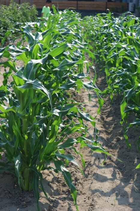 ここ最近の家族時間　農業体験をする(とうもろこし)