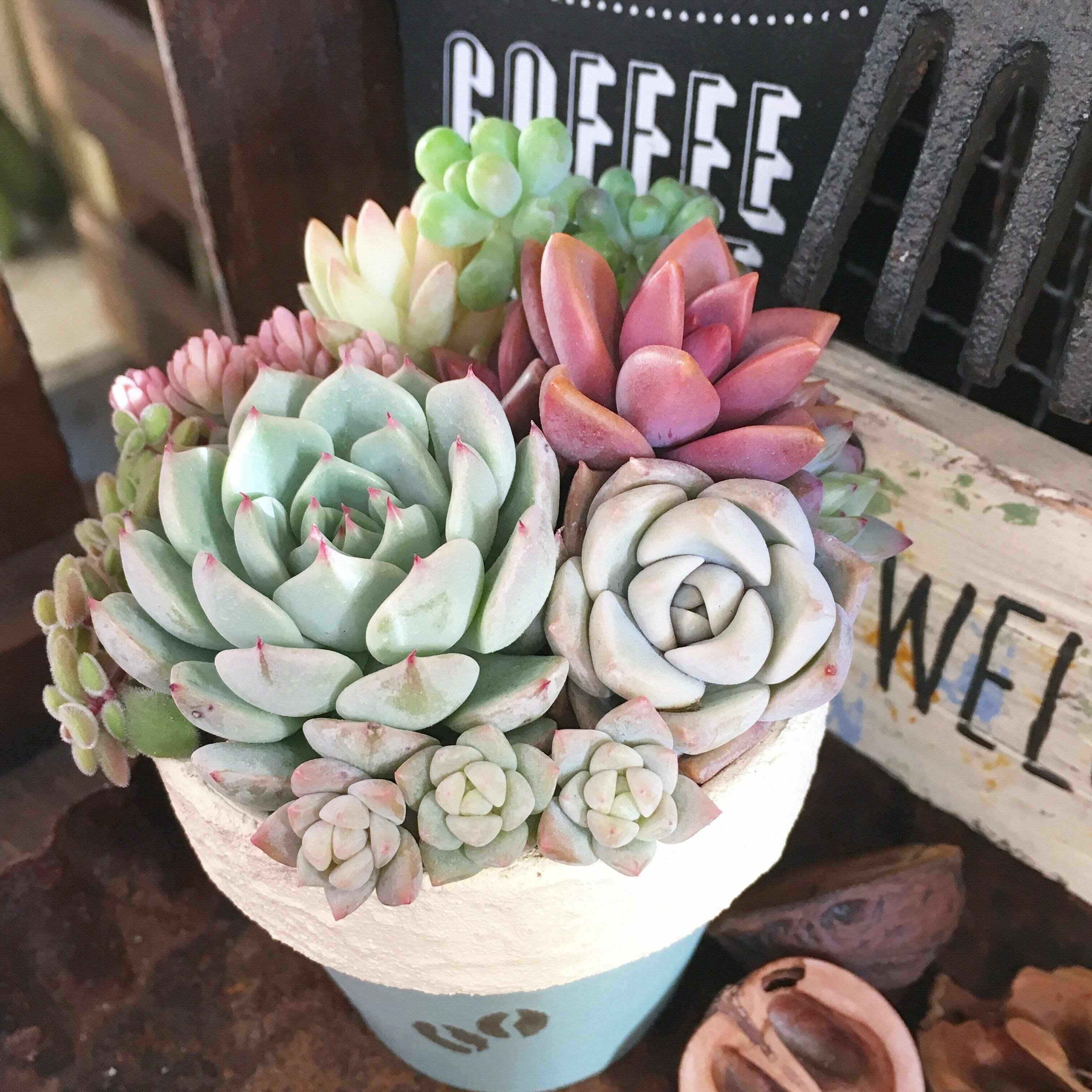 【多肉植物】絶対やめて！多肉歴10年のマニアが「梅雨〜夏に寄せ植えをしない理由」3選