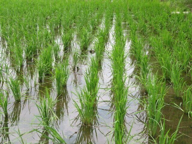 残留農薬だけじゃない！化学農法に頼りすぎると起こるデメリット