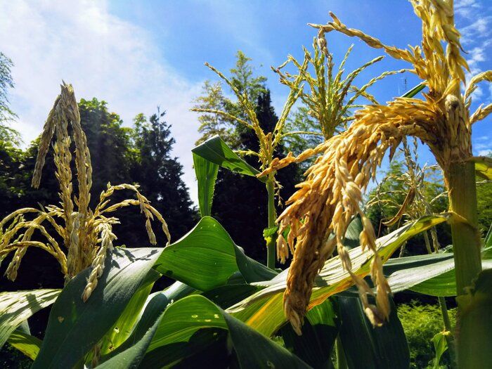 【野菜漢字クイズ4】「玉蜀黍」と書くのは、どんな野菜？