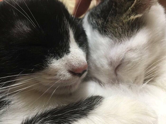 【ペット】うちの猫たちと知ってほしい「保護動物」という選択