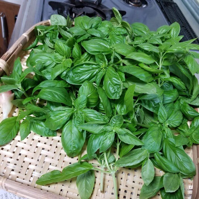 【加工編】育てなきゃ損！手取り12万シンママが育てるコスパ最強のハーブ