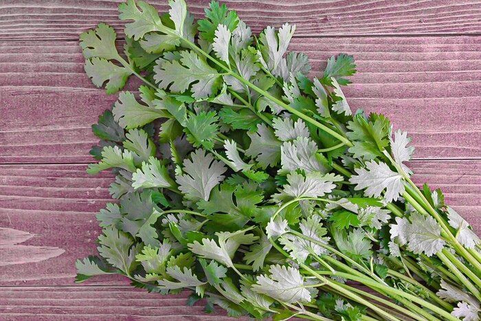 【旬食材】独特の風味がクセになる！パクチーをたっぷり味わおう♪簡単レシピ3選