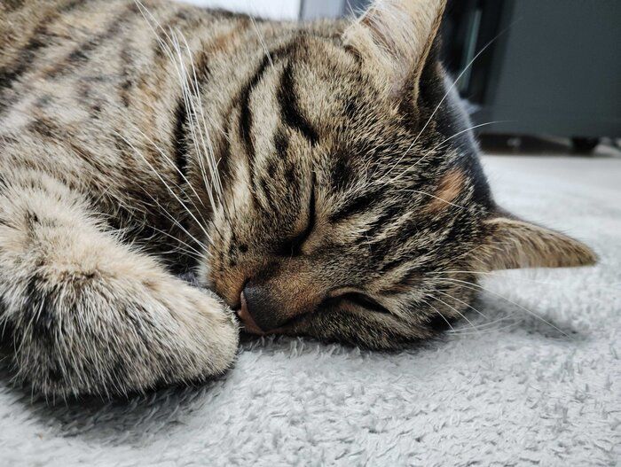 ペットとの暮らしで我が家が使っている便利グッズ2選