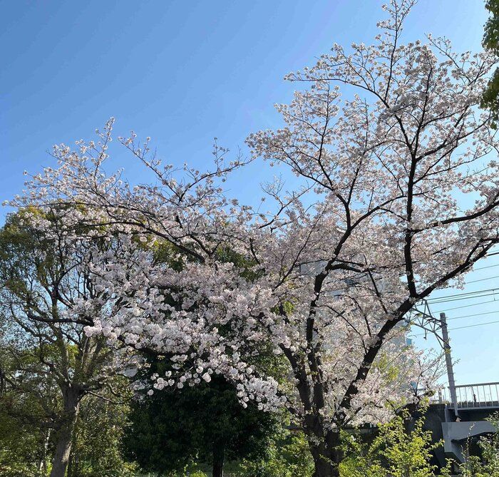 【楽天】ママ友が絶賛！多様なイベント乗り越えられる神アイテム