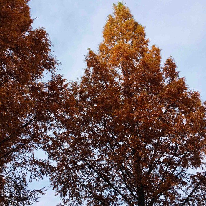 【コロナワクチン3回目接種しました】2回目は高熱だったけど今回は？