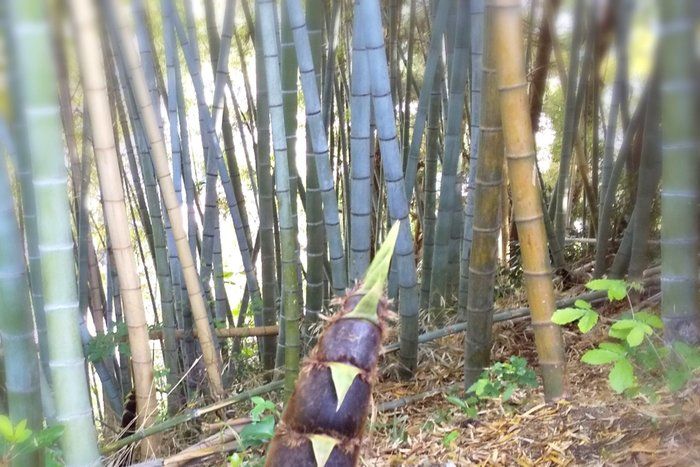 美味しいタケノコは鮮度が命！“ぶつぶつ（いぼいぼ）”チェックで選ぶのが正解◎