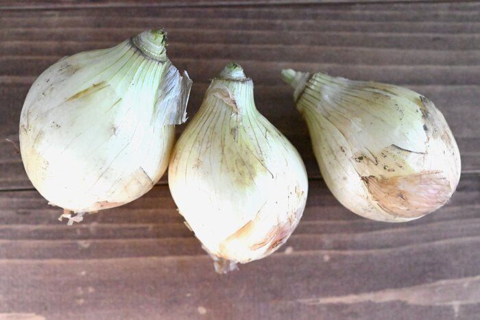 【旬食材】新玉ねぎを副菜で楽しもう！軽いものからボリューム副菜まで♪新玉ねぎレシピ3選