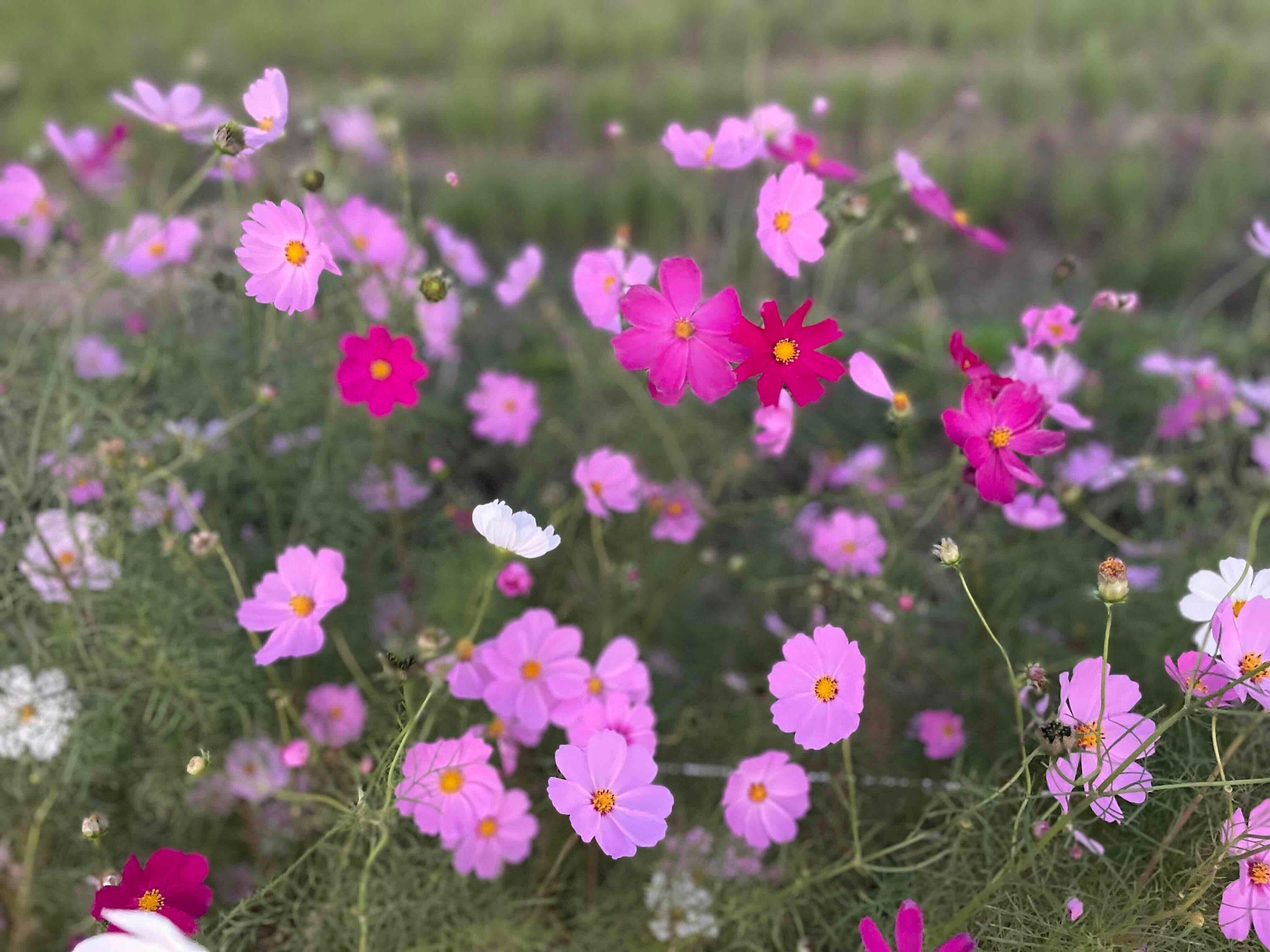 早起きできない主婦はダメ主婦なの？朝が苦手なシンプリスト主婦が朝活をがんばらない理由3選