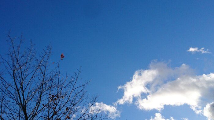 【２０２２年】エコ人間の来年の目標は？