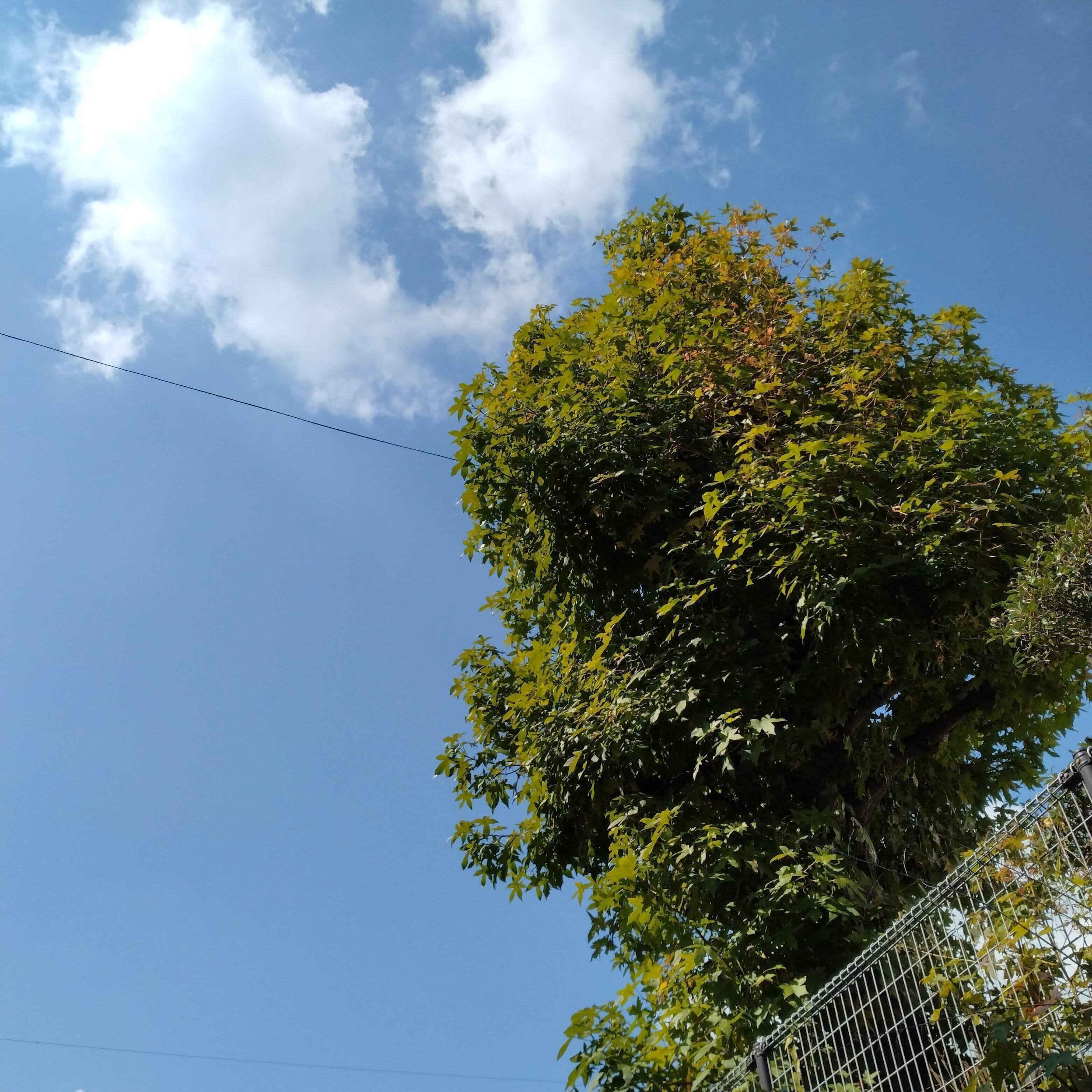 38歳で総資産4,200万円のヒミツは｢木を育てるイメージ｣で資産管理すること