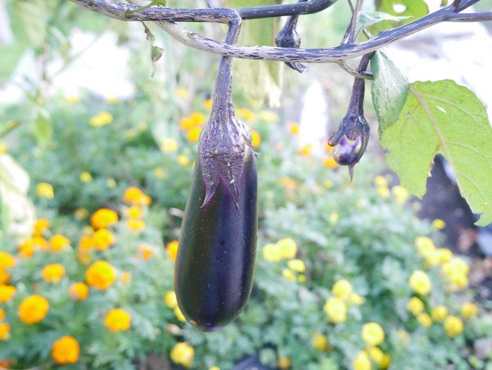 実りの秋を楽しもう！