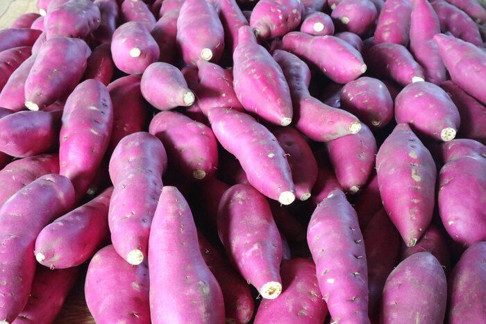 ここ最近の家族時間　農業体験をする(さつまいも)