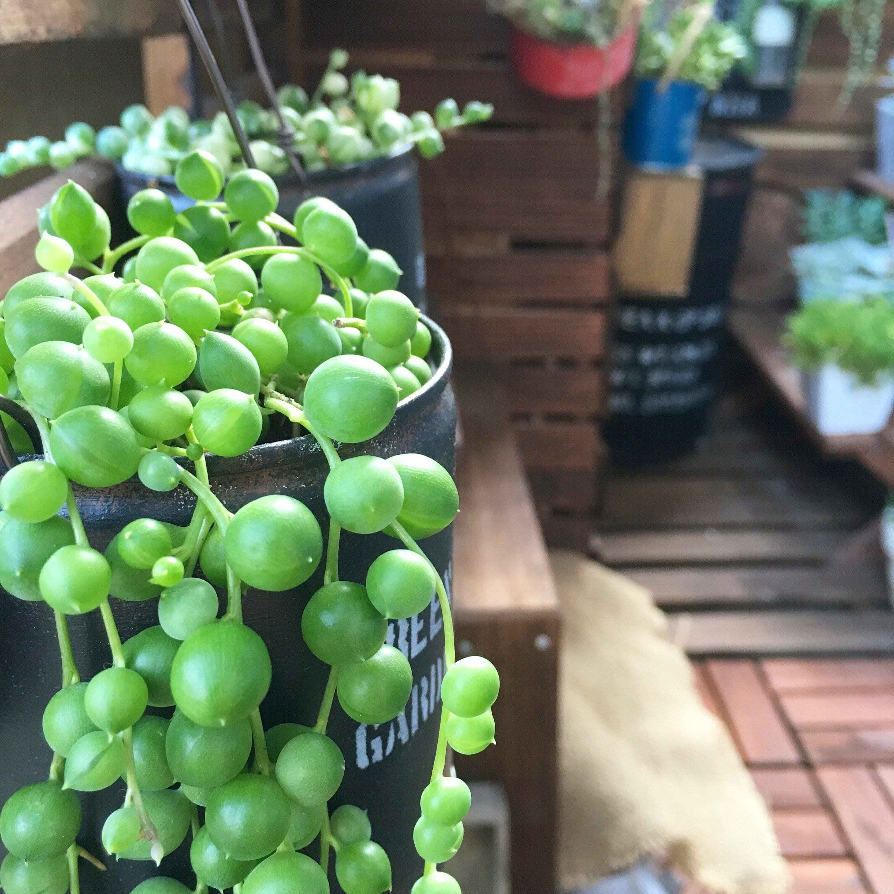 【多肉植物】あわてて買って大後悔！涼しくなるまで待つべき品種をマニアが厳選！