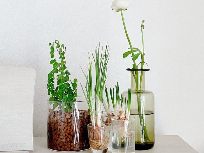 おうちで春のグリーンをお手軽に楽しむ方法3つ