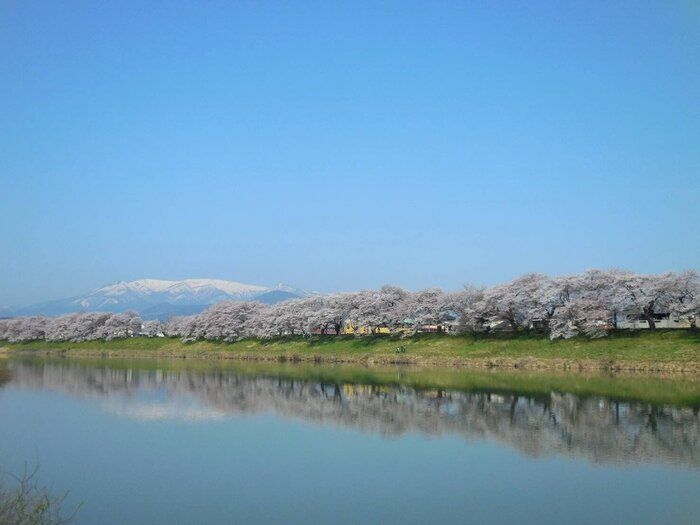 今年の桜前線は俊足！「マイ標本木」を見つけてお花見のタイミングをつかもう