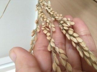 新米の季節です。