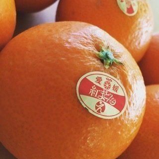 まるで、ゼリーな紅まどんな。