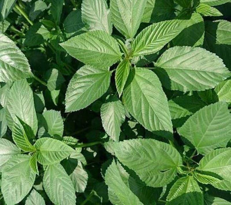 王様の野菜【モロヘイヤ】は夏に食べたい！簡単な冷凍ストックもおすすめ