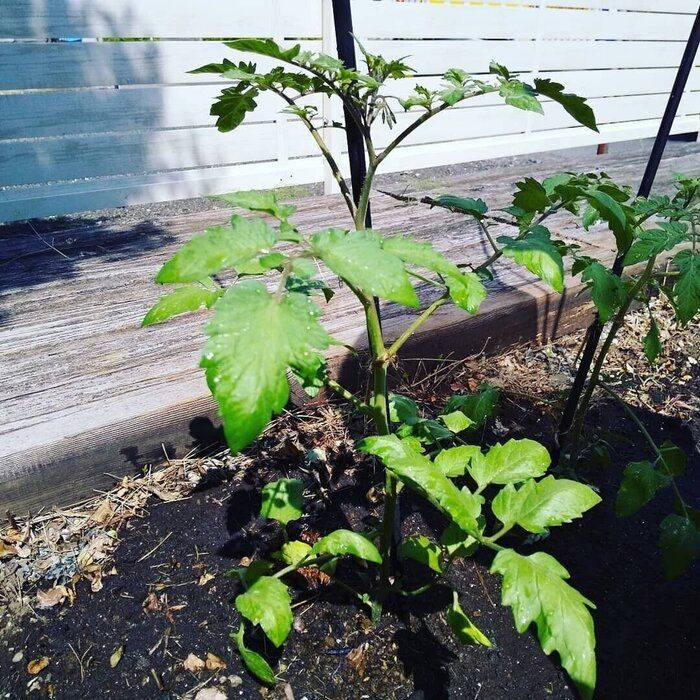 楽しみながら節約！趣味と実益を兼ねた家庭菜園♡