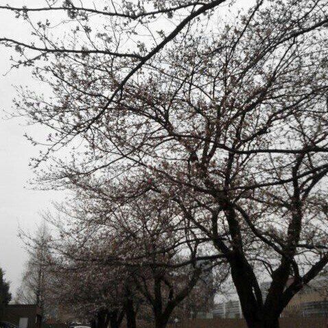 忘れられない桜の思い出