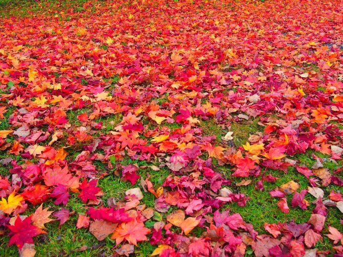 晩秋の雨の日は何を履く？落ち葉のカーペットに要注意！