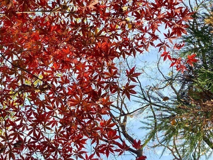 鬼に笑われても来年のことを言ってみる！2025年やりたいこと