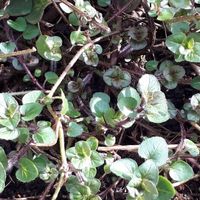 うっかり放置したら繁殖しすぎた 大量のオレガノどうする 消費レシピをご紹介 サンキュ うっかり放置したら繁殖しすぎた 大量のオレガノどうする 消費レシピをご紹介 サンキュ