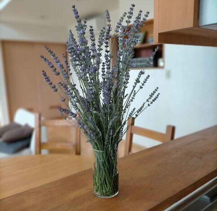 手間ゼロ！植えっぱなしであちこち役立つラベンダー